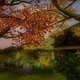 Illustration for article titled More On Shiki-Tei, The PS3 Gardening Game